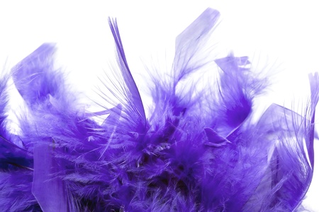 Violet feathers and fluff over white backgroundの写真素材