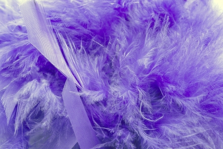 Abstract violet feathers and fluffの写真素材