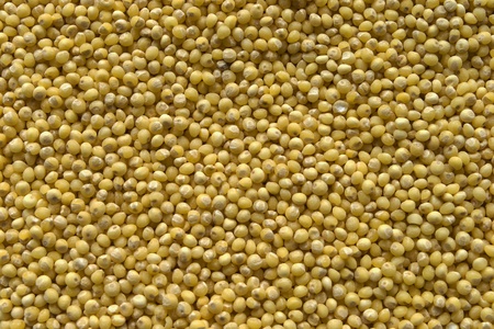 Crude yellow millet groats closeup on backgroundの写真素材