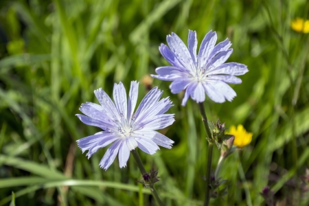 Two flowers of wild chicory in sunny green meadow closeupの写真素材