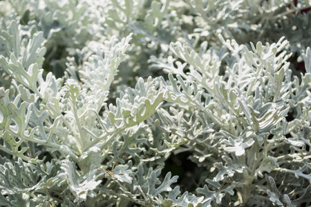 Silver hoary carved leaves of a garden cineraria closeupの写真素材