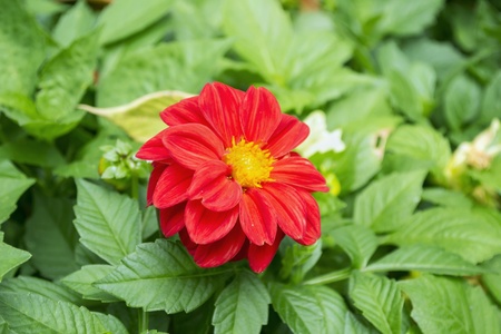 Single red flower of dahlia on a background of green foliageの写真素材