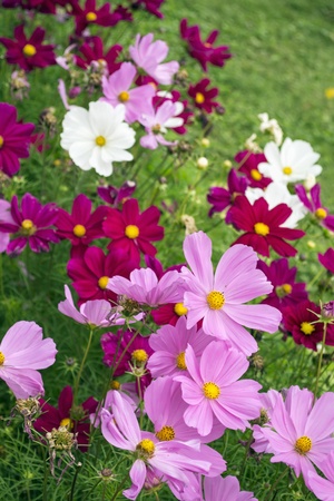 A lot of pink and white flowers of cosmos in a green meadowの写真素材