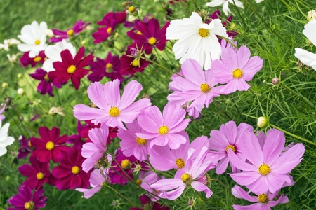 A lot of pink and white flowers of cosmos on a green meadowの写真素材