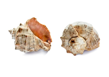 Set of two angles of one seashell on white backgroundの写真素材