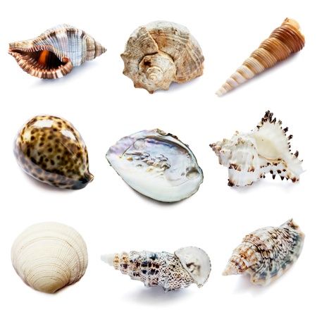 Set of nine different natural seashells on white backgroundの写真素材