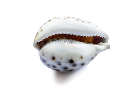 Glossy beautiful seashell with ribbed slot on white background
