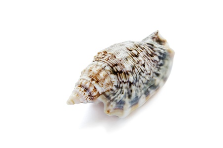 Spiral tabby seashell on white background closeupの写真素材