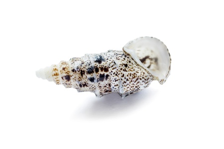 White spiral seashell with dark spots isolated over whiteの写真素材