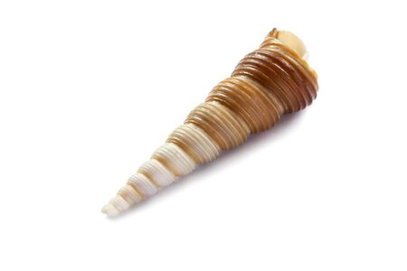 Long spiral ribbed seashell isolated on white backgroundの写真素材
