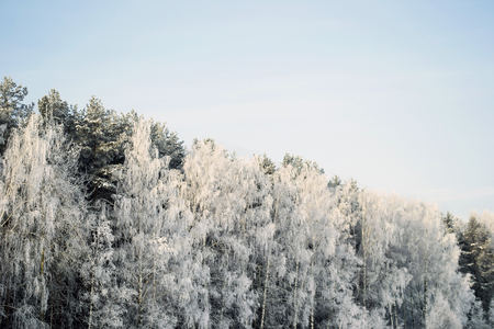 Frozen forest in a sunny bright winter dayの写真素材