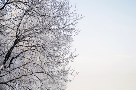 Silhouette of hoary tree branches over clear winter skyの写真素材