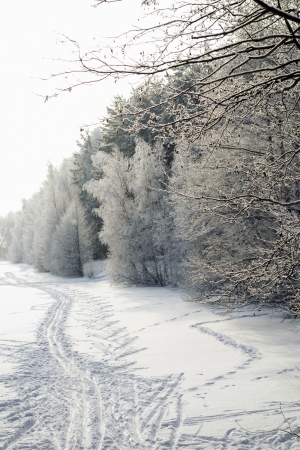 Ski track on snow field along hoary winter forestの写真素材