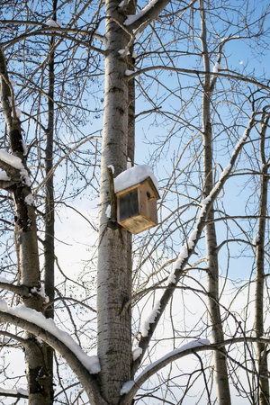 Birdhouse hanging on a birch in winter