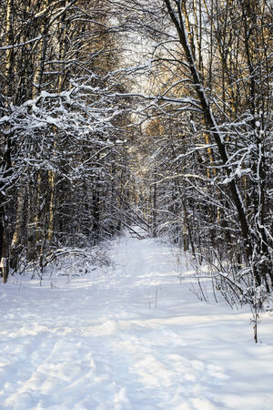 Path through the snowy frozen woodの写真素材