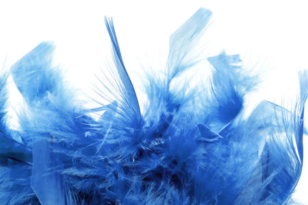 Blue feathers on white の写真素材