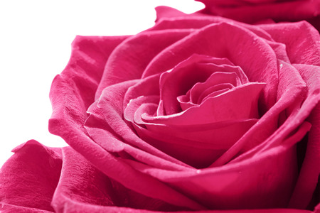 Beautiful pink rose closeup isolated over whiteの写真素材