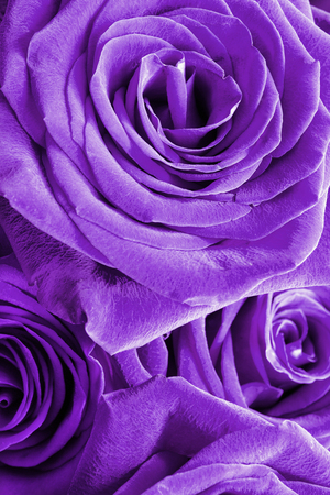 Purple roses closeup as a backgroundの写真素材