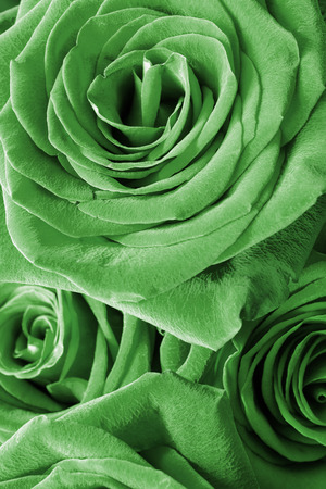 Green roses closeup as a backgroundの写真素材
