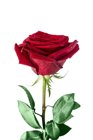 Beautiful red rose isolated over whiteの写真素材