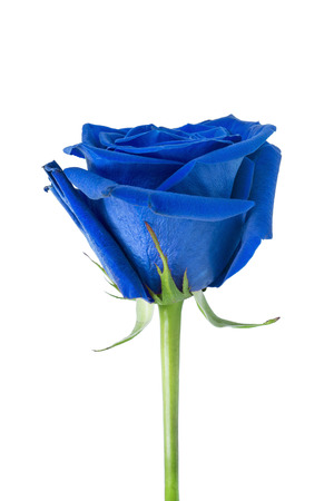 One blue rose on white backgroundの写真素材