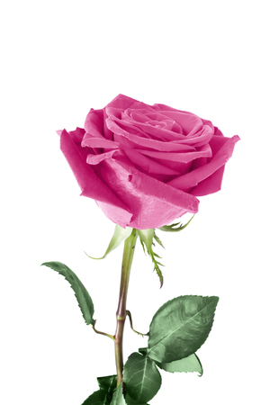 Delicate pink rose on white backgroundの写真素材