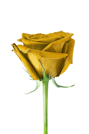 Yellow beautiful rose isolated over whiteの写真素材