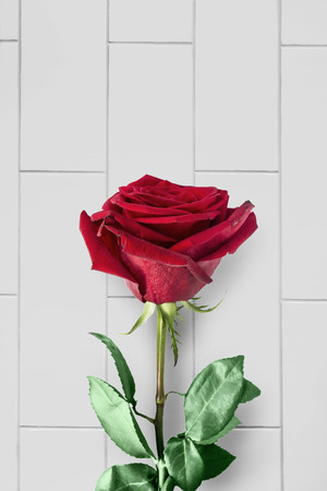 One red rose over white brick wall as a backgroundの写真素材