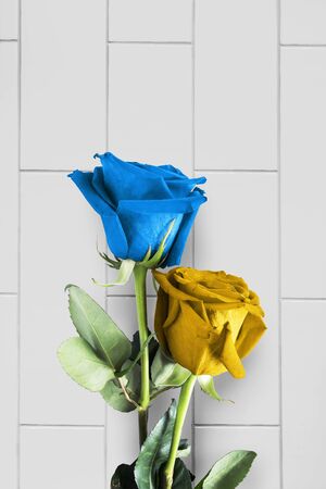 Blue and yellow roses over brick wall as a backgroundの写真素材