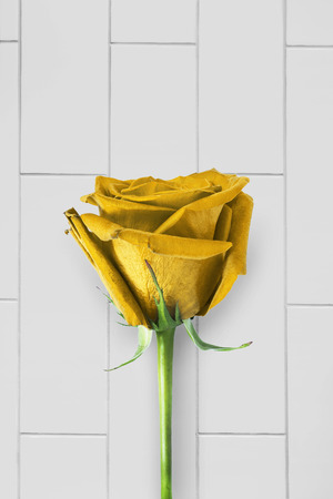 One yellow rose against blank brick wall as a backgroundの写真素材
