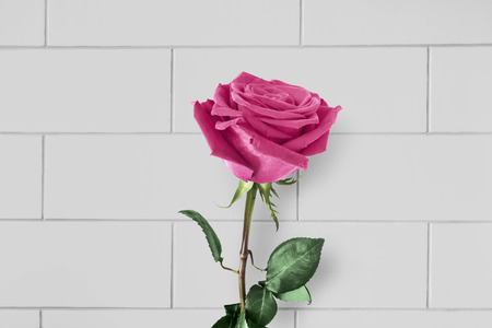 Pink beautiful rose against brick wall as a backgroundの写真素材