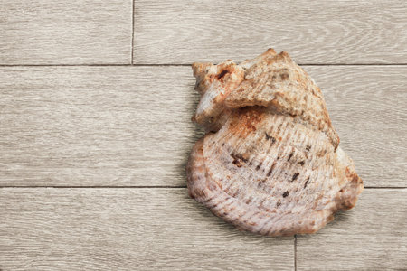 Old sea shell on wooden background