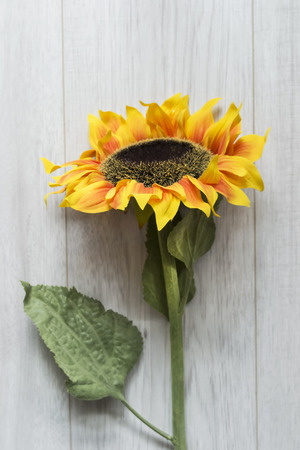 Beautiful single sunflower on wooden background closeupの写真素材