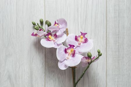 Beautiful pink orchid on light wooden background closeupの写真素材