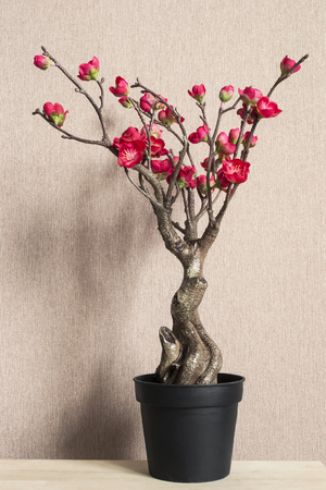 Potted decorative bonsai cherry blossom on a tableの写真素材
