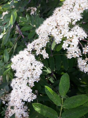 Rowan tree white flowers and green foliage closeupの写真素材