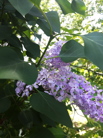 Purple lilac flowers on green tree branch closeupの写真素材