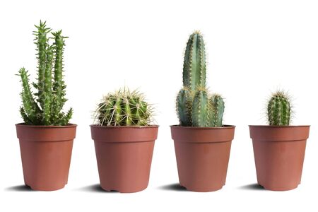 Group of pot houseplants succulent and cactus on white backgroundの写真素材