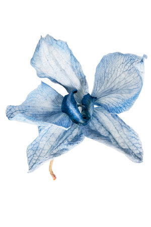 Blue sear orchid flower isolated over whiteの写真素材