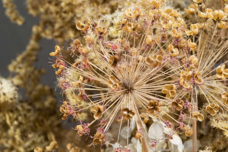 Dried allium flowrs and herbs decorative bouquet closeupの写真素材