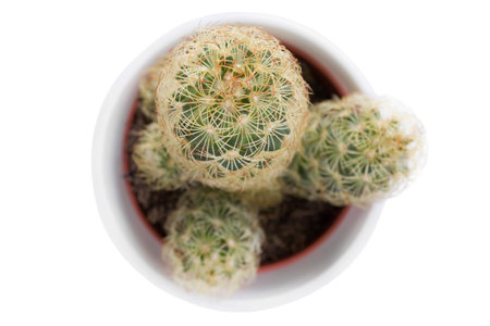 Mammillaria cactus in a pot isolated on white backgroundの写真素材