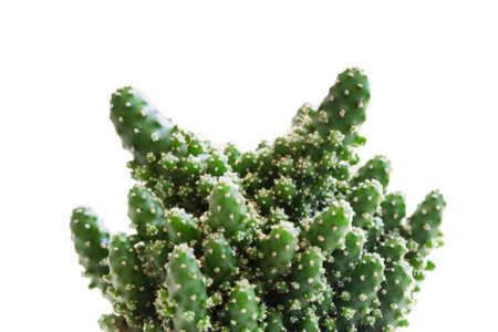 Houseplant cactus closeup on white backgroundの写真素材