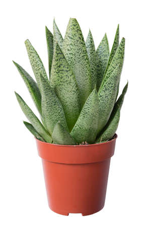Gasteria duval houseplant in a pot isolated over whiteの写真素材