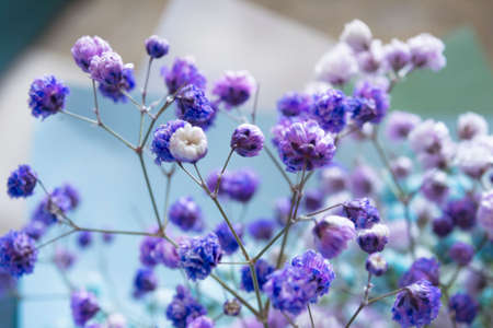 Purple decorative gypsophila tiny flowers closeupの写真素材
