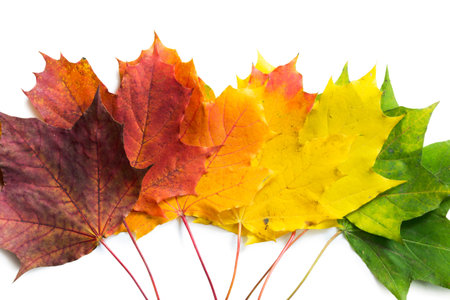 Colorful autumn maple leaves on white background