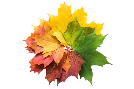 Bouquet of colorful fallen maple leaves on white background