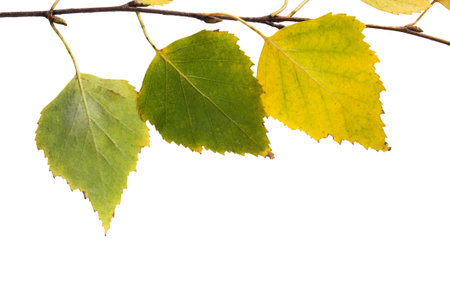 Birch tree branch with green and yellow leaves closeup on white backgroundの写真素材