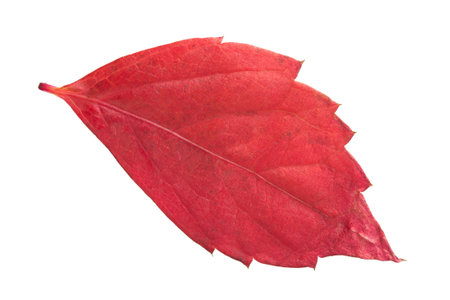 Red autumn ivy leaf on white background