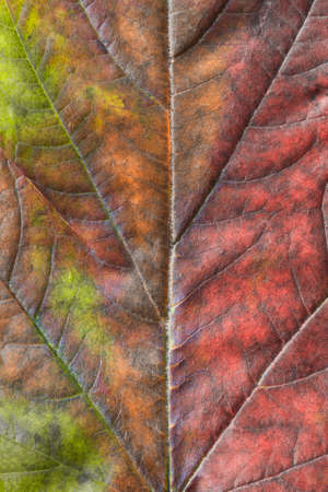 Colorful autumn tree leaf texture closeup as a backgroundの写真素材