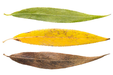 Green yellow and brown willow leaves on white background